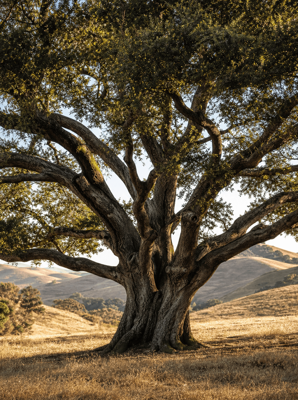 Big Pete — Coast live oak